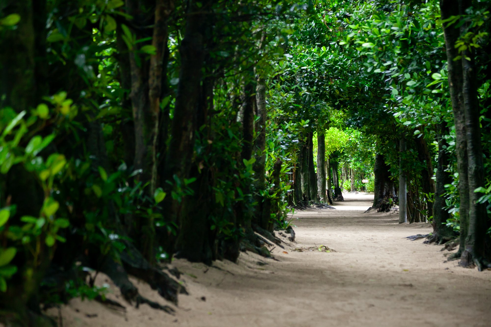 備瀬のフクギ並木（本部町）