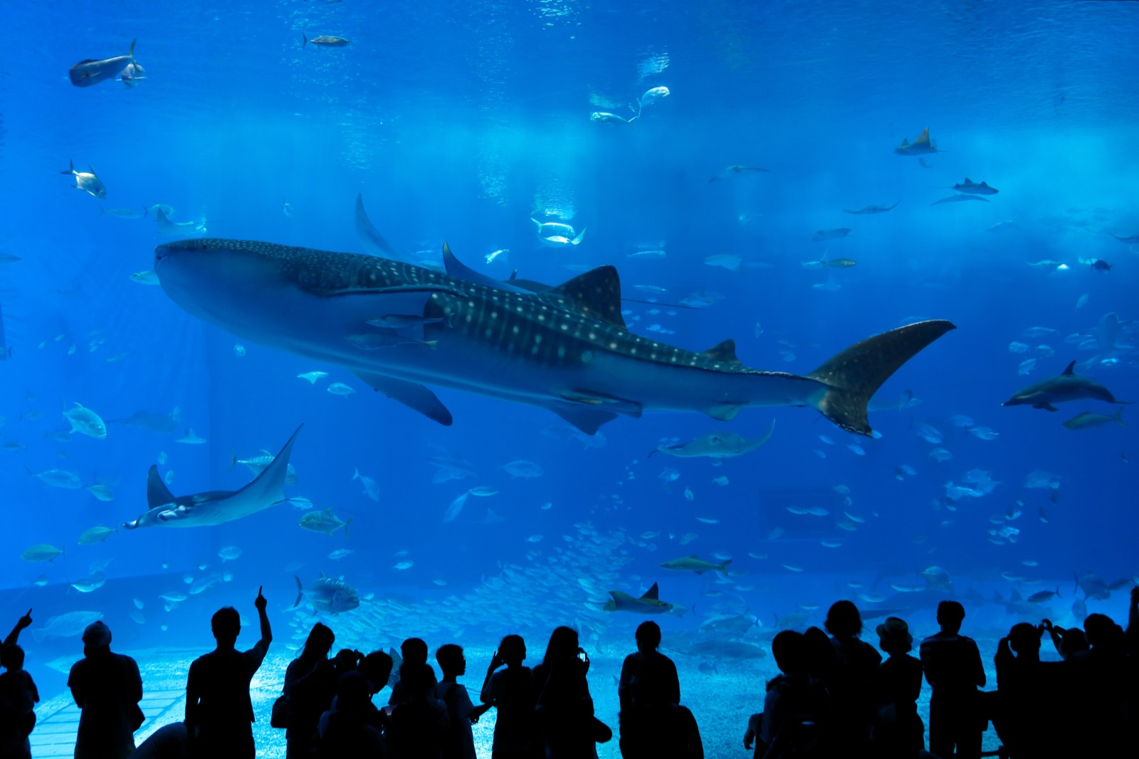 美ら海水族館 — pono 02から車10分